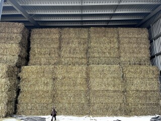 IMG 17701 Oaten Hay 2025